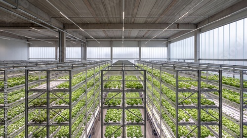 Large automated vertical farming facility with hydroponic tiers