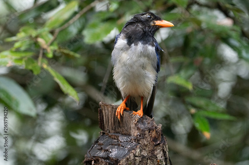 Red-billed Blue Magpie Perched on Tree Stump Against Green Background