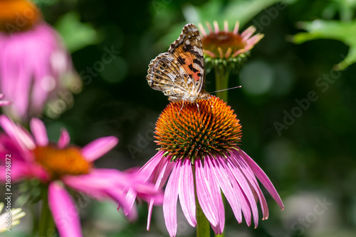 Foto Painted Lady butterfly Vanessa cardui resting on purple coneflower Echinacea