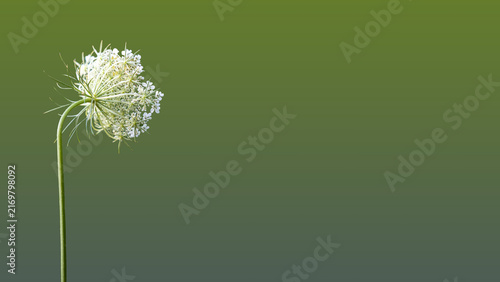 Delicate white wild carrot flower viewed from below against a smooth olive green background, with generous copy space for natural and botanical designs.