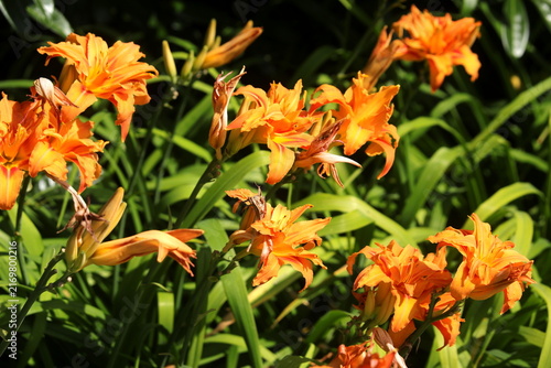 Fiori di giglio di giorno arancioni fioriti al sole in un giardino estivo