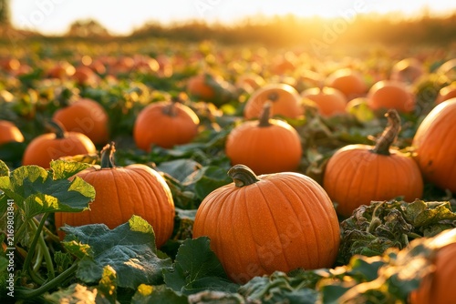Vibrant pumpkin patch glowing in the warm light of sunset on a peaceful autumn evening