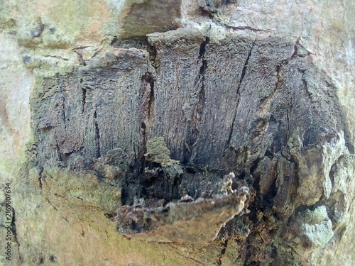 Close up view of textured tree bark with a dark weathered scar.