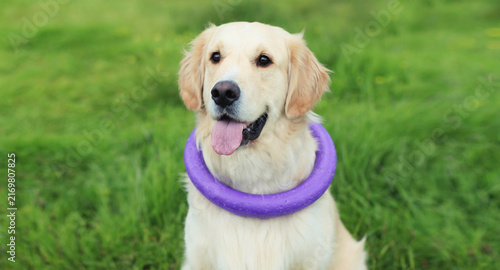 Active young Golden Retriever dog playing with rubber ring toy on grass in summer park