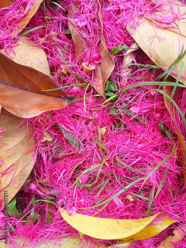 Vibrant pink fallen flowers and dry brown leaves covering the ground in autumn.