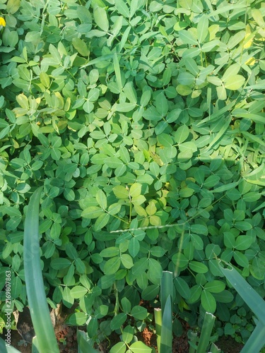A lush and vibrant patch of green peanut plants growing in a sunny field.