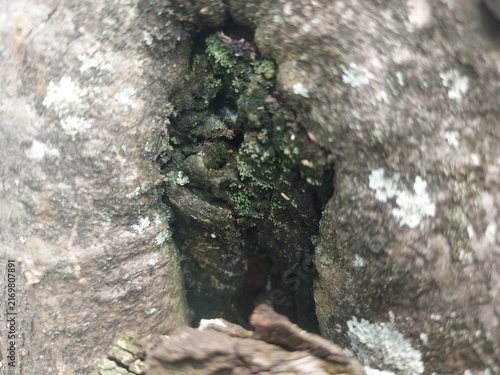 Close up of a deep crevice in a tree trunk covered in green moss.
