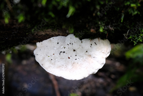 Obraz na plátne champignon sur l'écorce d'un arbre