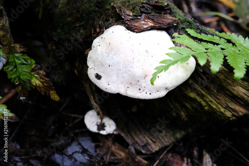 Obraz na plátně champignon sur l'écorce d'un arbre