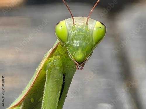 green praying mantis