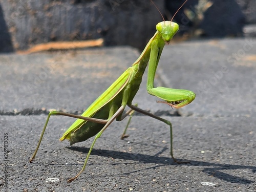 green praying mantis
