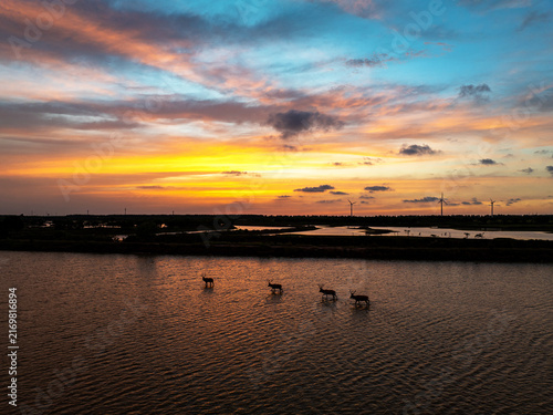 Panoramic view of milu deer in a Yancheng wetland at sunset