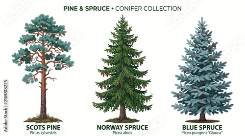 Obraz na plátne Very beautiful black and white vector collection of tall Scots Pine, Norway Spru