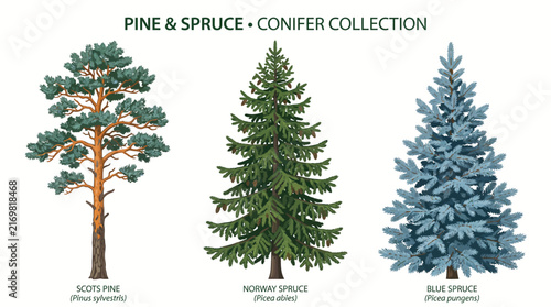 Obraz na plátne Very beautiful black and white vector collection of tall Scots Pine, Norway Spru