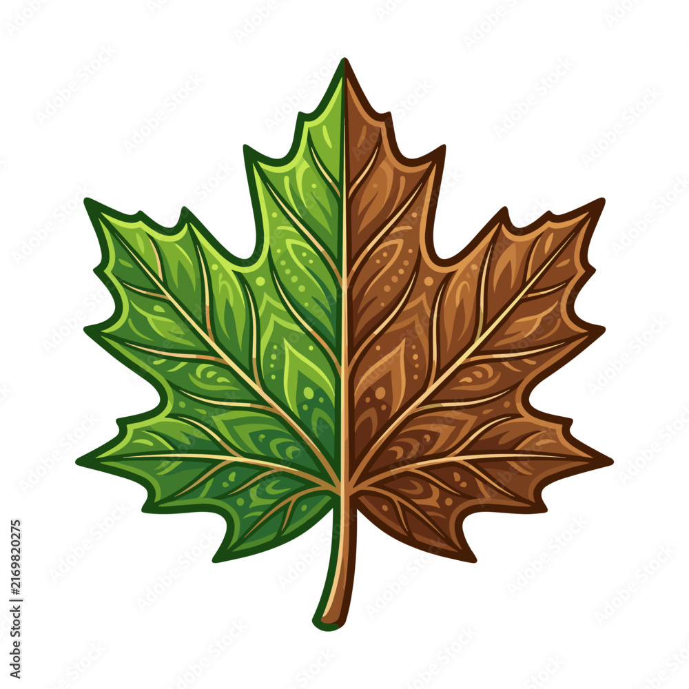 Fototapeta premium Intricate maple leaf design featuring a green side and a brown side.