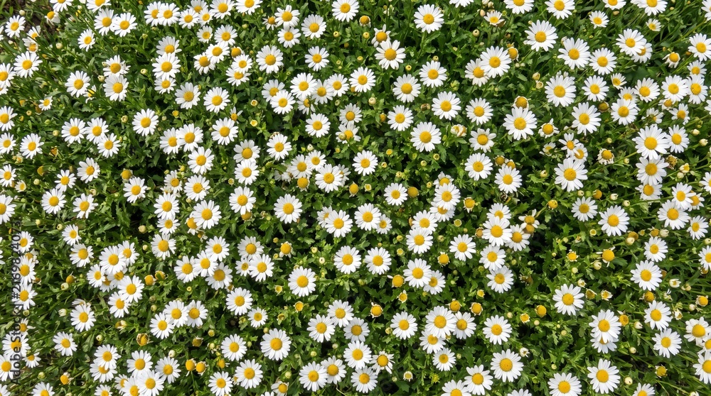 Blooming white daisies background