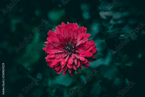 Принти на полотні A close up of a red Chrysanthemum flower with rain drops