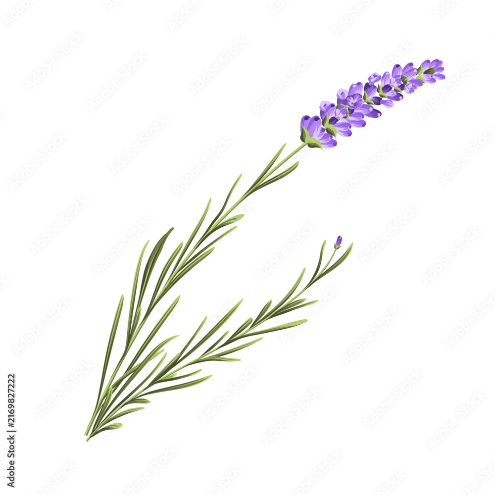 Fototapeta premium Elegant purple lavender bouquet on white, vector illustration