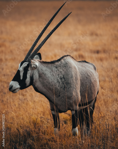 Canvas Print Gemsbok (Oryx) standing in dry African savanna, Namibia