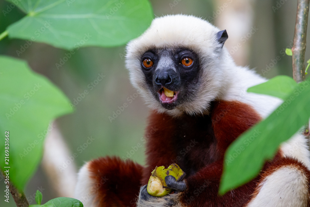 Naklejka premium Surprized