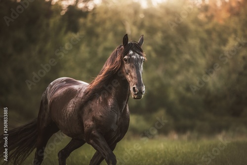 Foto horse in the field