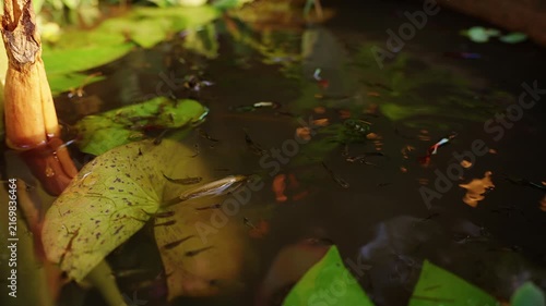 Colorful Guppy Fish Swim Through Dark Pond Water Among Floating Waterlily Leaves, Creating a Serene Natural Scene of Aquatic Life and Biodiversity