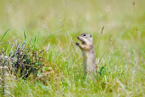 Cuadro en lienzo Vigilant European Ground Squirrel Standing Tall with Paws at Chest in Highlands
