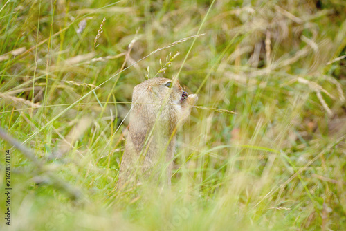 Cuadro en lienzo Alert European ground squirrel standing tall while feeding in summer meadow