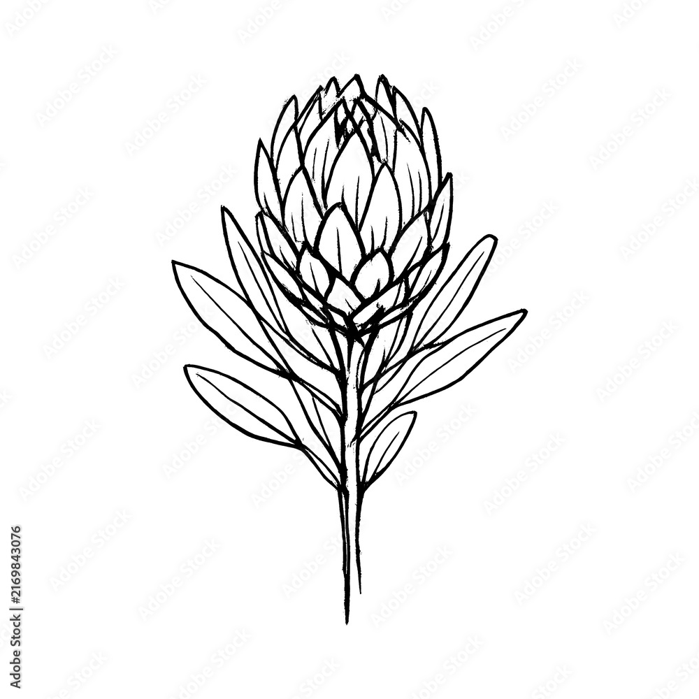 Naklejka premium PNG Minimalist protea flower illustration.