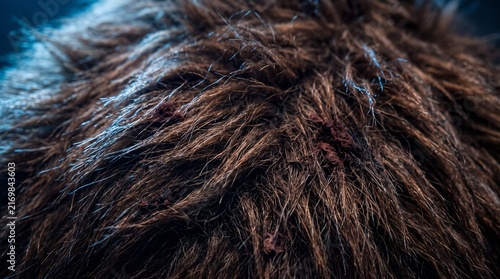Macro view of brown fur texture with dark skin spots showing realistic organic material details for animal nature background designs
