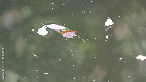 Freshwater fish swimming near surface in shallow Danube floodplain water during drought