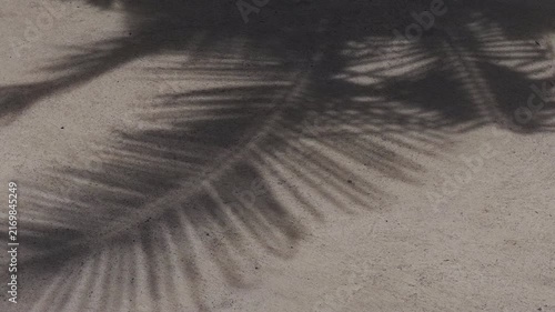 Palm Frond Shadows Fall Across Sunlit Sand, Creating a Tropical Nature Background