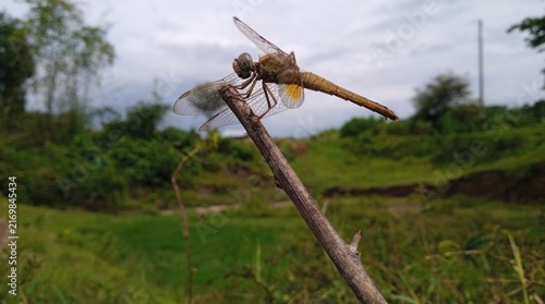 Canvastavla Dragonfly perched on a dry twig in a green meadow during a cloudy summer day