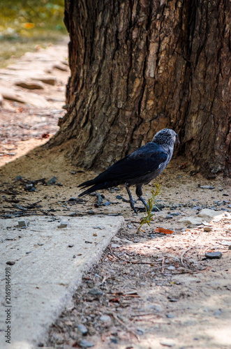 Western Jackdaw Standing on the Ground in the Czech Republic