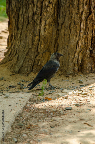 Western Jackdaw Standing on the Ground in the Czech Republic