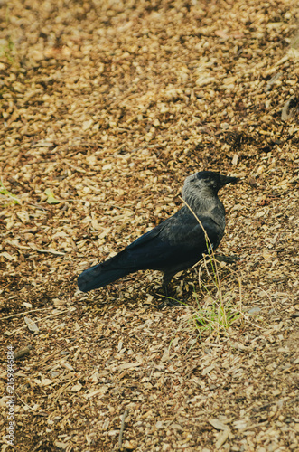 Western Jackdaw Standing on the Ground in the Czech Republic
