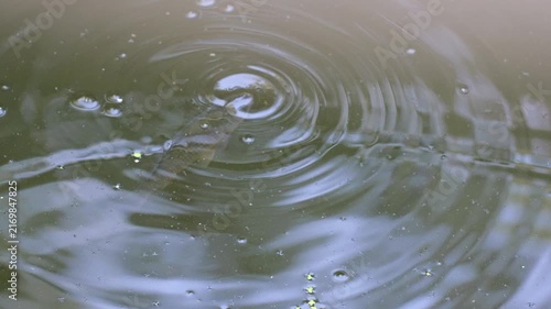 Circular water ripples created by small fish in drought-affected Danube floodplain