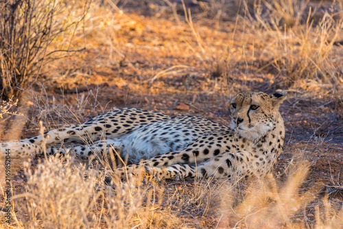 Photography Wild Cheetah Walking Through the Savanna Landscape During Safari