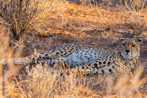 Photography Wild Cheetah Walking Through the Savanna Landscape During Safari