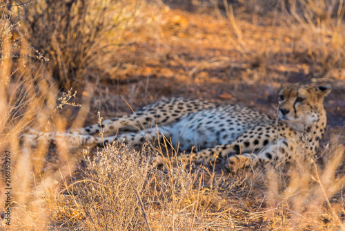 Photography Wild Cheetah Walking Through the Savanna Landscape During Safari