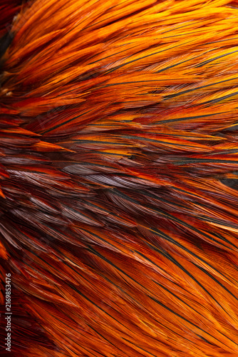 Vibrant Orange Cock Feather Texture,Macro,A detailed macro photograph capturing the intricate texture of a rooster's vibrant orange and black saddle hackle feathers, showcasing the natural patterns.