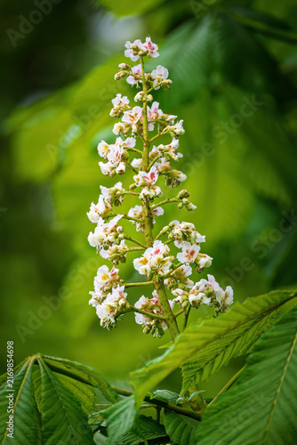 Obraz na płótnie Beautiful white horse chestnut tree flower candle in spring bloom