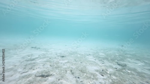 Horizontal underwater scene with small distant fish over rocky reef floor, 4K