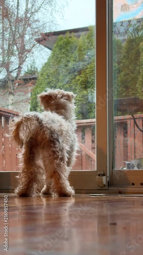 Small white dog standing next to a patio glass door, looking and searching for something out in the backyard. In vertical format.