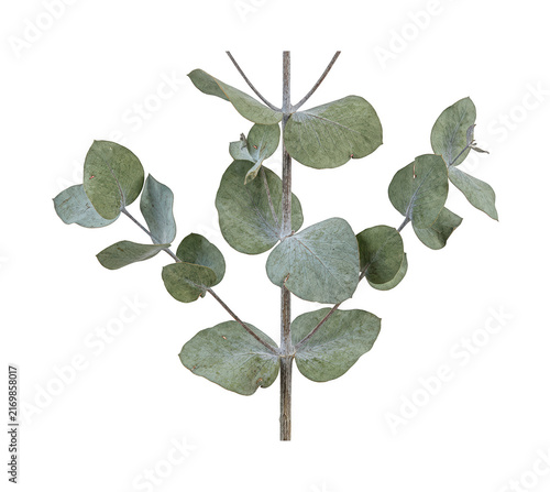 Fresh Eucalyptus Branch With Round Green Leaves For Decor