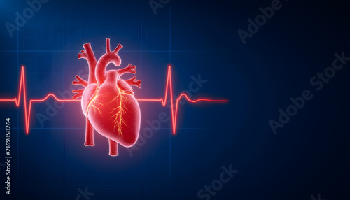 Glowing human heart with ECG waveform for cardiovascular medicine concept
