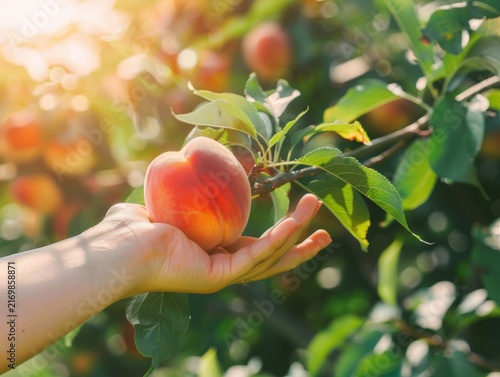 Hand Holding Ripe Peach on Tree with Sunlight