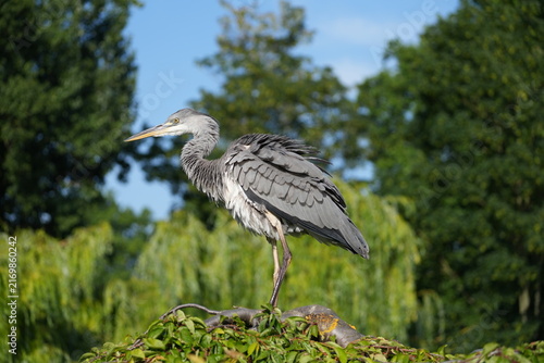 Fotografie great blue heron ardea cinerea