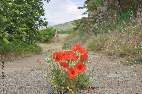 Fotografie poppies wildflowers halfway along the path spring