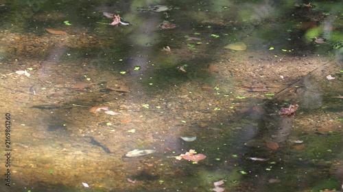 Extremely low water level in a Danube River floodplain side channel during summer drought. Sunlight penetrates the clear water and illuminates the riverbed as water slowly flows across the bottom